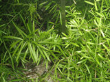 Asparagus fern