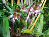 Cymbidium