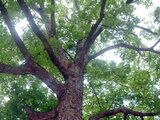 日本羊角槭