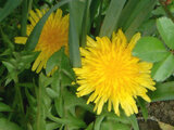 Dandelion