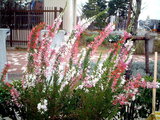 Erica colorans ' White delight'