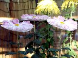 Ichimonnjigiku (florists’ daisy)