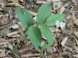 Maianthemum japonicum