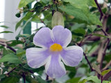 Thunbergia 'Fairy Moon' 