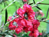 Leptospermum scoparium