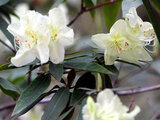 Rhododendron keiskei