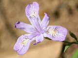 Iris gracilipes