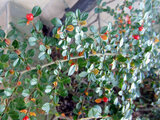 Rock cotoneaster