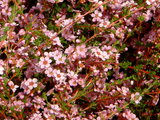 3月ピンクの花