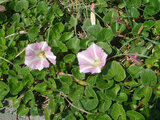 Calystegia soldanella