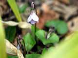 Viola grypoceras