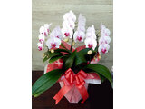 Phalaenopsis Midi 'Pink balaylena'