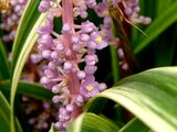 Liriope muscari