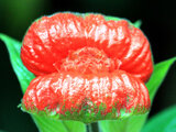 Hot Lips