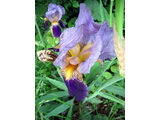 German Iris