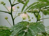 Albizia julibrissin