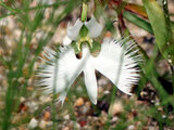 White Egret Flower