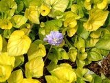 Sweet violet 'Kogane'