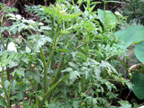 Japanese parsley