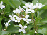 Cardamine longifructa