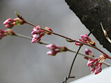 越の彼岸桜