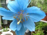 Meconopsis grandis