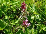 Whorled lousewort