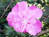 Hibiscus syriacus