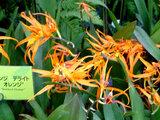 Brassia Orange Delight