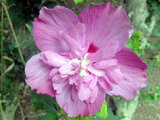 Hibiscus syriacus