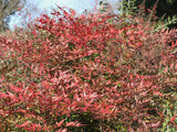 Nandina