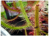 Drosera binata