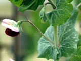 图坦卡蒙豌豆