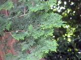 Golden threadleaf sawara cypress