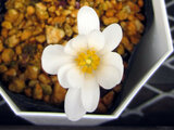 Sanguinaria canadensis