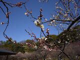 Prunus mume 'Choju'