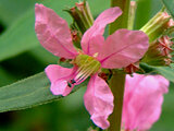 Lythrum anceps