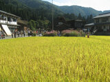 Rice plant