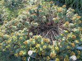 gold and silver chrysanthemum