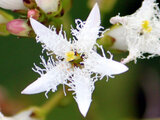 Menyanthes trifoliata