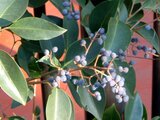 Chinese privet