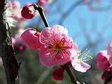 Prunus mume 'Michishirube'