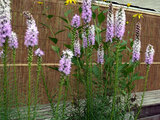 Liatris 