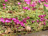 Oxalis brasiliensis