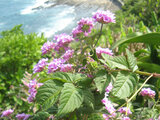 Lantana montevidensis