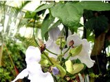 Thunbergia grandiflora