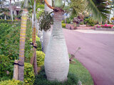 bottle Palm