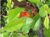 Japanese quince