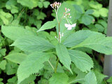 Cardiandra alternifolia