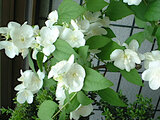 Philadelphus satsumi